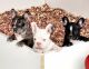 French Bulldog Puppies for sale in Phoenix, AZ 85042, USA. price: NA