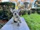 French Bulldog Puppies for sale in Hayward, CA, USA. price: NA