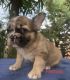 French Bulldog Puppies for sale in Yonkers, NY, USA. price: $9,800