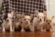 French Bulldog Puppies for sale in Florida St, San Francisco, CA, USA. price: $270