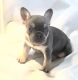 French Bulldog Puppies for sale in Oakley, CA 94561, USA. price: $5,000