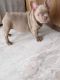 French Bulldog Puppies for sale in El Paso, TX 79902, USA. price: $3,500