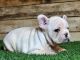 French Bulldog Puppies for sale in El Paso, TX, USA. price: $2,500
