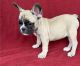 French Bulldog Puppies for sale in Seattle, WA 98160, USA. price: $850
