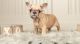 French Bulldog Puppies for sale in Seattle, WA 98160, USA. price: $850