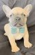 French Bulldog Puppies for sale in Oakley, CA 94561, USA. price: $3,500
