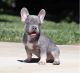 French Bulldog Puppies for sale in 10013 Foster Ave, Brooklyn, NY 11236, USA. price: $1,000