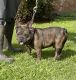 French Bulldog Puppies for sale in Rosenberg, TX, USA. price: NA