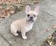 French Bulldog Puppies for sale in New Richmond, OH 45157, USA. price: $3,500
