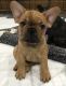 French Bulldog Puppies for sale in Irving, TX, USA. price: NA