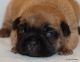 French Bulldog Puppies for sale in Winnsboro, TX 75494, USA. price: NA