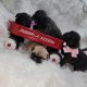 French Bulldog Puppies for sale in Riverside-San Bernardino-Ontario, CA, CA, USA. price: $3,500