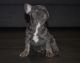 French Bulldog Puppies for sale in Brooklyn, NY, USA. price: $3,500