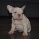 French Bulldog Puppies for sale in Brooklyn, NY, USA. price: $4,300