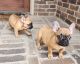 French Bulldog Puppies for sale in Mansfield, TX, USA. price: NA