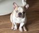 French Bulldog Puppies for sale in Chatsworth, CA 91311, USA. price: $2,500
