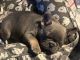 French Bulldog Puppies for sale in Clarence, NY, USA. price: NA