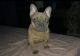 French Bulldog Puppies for sale in Seattle, WA, USA. price: $4,000