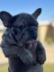 French Bulldog Puppies for sale in Victorville, CA, USA. price: $3,500