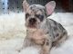 French Bulldog Puppies for sale in El Paso, TX, USA. price: $2,800
