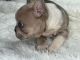 French Bulldog Puppies for sale in El Paso, TX, USA. price: $2,800