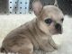 French Bulldog Puppies for sale in El Paso, TX, USA. price: $3,500