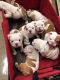 French Bulldog Puppies for sale in Union Square, New York, NY 10003, USA. price: $500