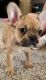 French Bulldog Puppies for sale in Amarillo, TX 79109, USA. price: $1,500