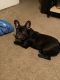 French Bulldog Puppies for sale in Snellville, GA, USA. price: $3,000