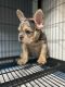 French Bulldog Puppies for sale in Bronx, NY 10454, USA. price: NA