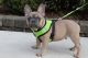 French Bulldog Puppies for sale in Seattle, WA, USA. price: $3,000