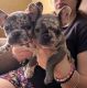 French Bulldog Puppies for sale in Philadelphia, PA, USA. price: $3,500