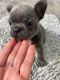 French Bulldog Puppies for sale in Fremont, CA, USA. price: NA