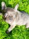 French Bulldog Puppies for sale in Hastings, MI 49058, USA. price: $3,000