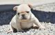 French Bulldog Puppies for sale in Wichita, KS, USA. price: $3,500