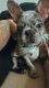 French Bulldog Puppies for sale in Chicago, IL, USA. price: $7,550