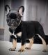 French Bulldog Puppies for sale in Chicago, IL, USA. price: $2,500