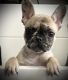 French Bulldog Puppies for sale in Chicago, IL, USA. price: $2,500