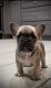 French Bulldog Puppies for sale in Chicago, IL, USA. price: $3,000