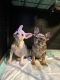 French Bulldog Puppies for sale in Fort Worth, TX, USA. price: NA