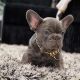 French Bulldog Puppies for sale in Las Vegas, NV, USA. price: NA