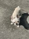 French Bulldog Puppies for sale in Uniondale, NY 11553, USA. price: NA