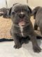 French Bulldog Puppies for sale in Enumclaw, WA 98022, USA. price: $2,800