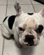 French Bulldog Puppies for sale in Chicago, IL, USA. price: $4,000