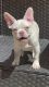 French Bulldog Puppies for sale in Nashville, TN, USA. price: $5,000