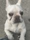French Bulldog Puppies for sale in East Meadow, NY, USA. price: NA