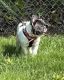 French Bulldog Puppies for sale in Poughkeepsie, NY, USA. price: NA