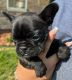 French Bulldog Puppies for sale in Topeka, KS, USA. price: $2,200