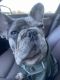 French Bulldog Puppies for sale in 475 Plum Creek Dr, Wheeling, IL 60090, USA. price: NA