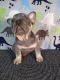 French Bulldog Puppies for sale in Aurora, CO 80013, USA. price: $2,500